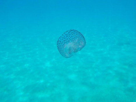 Abbildung 26: Leuchtqualle im seichten Wasser.